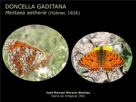 Melitaea aetherie